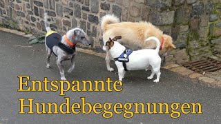 Entspannte Hundebegegnungen mit Artgenossen üben [upl. by Nanah]