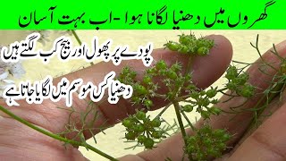 Coriander Growing Season  How to Harvest Coriander Seeds from Your Plant [upl. by Bridge]