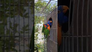 Australian Rainbow Lorikeet Breeding lori lorikeet lorikeets [upl. by Rego]