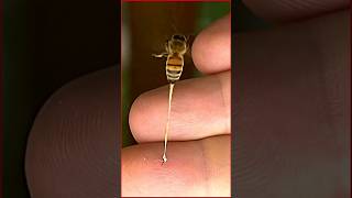 🤗Bee sting 🌹لسعة النحل مؤلمة ولكنها منها فوائد🐝 [upl. by Eylatan]