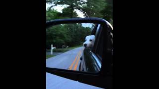 Westie in the car enjoying the breeze with his head out the window [upl. by Ardenia]