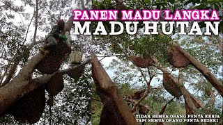 MEMANJAT MADU LEBAH LIAR HUTAN  HONEY BEE FOREST [upl. by Ralip721]