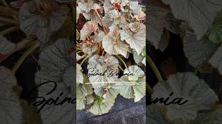 begonia spiral begonia plants garden plantlovers shorts shortfeed shortvideo [upl. by Shellans]