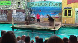 Sea lion show Knowsley Safari Park 11th August 2017 [upl. by Kenric]