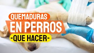 🐶🔥QUEMADURAS EN PERROS Tipos y Qué Hacer [upl. by Hannah415]