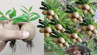 Best Skill How to grow Sapodilla tree from sapodilla fruit [upl. by Magnum]