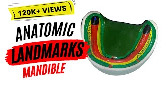 Anatomic landmarks in the mandible [upl. by Keligot]