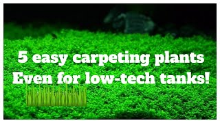 5 Easy LowTech Carpeting Plants For Your No Co2 Aquascape [upl. by Quinby]