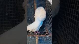 Jacobin pigeon  fancy pigeons farm [upl. by Barmen391]