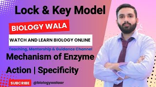 Class 9  Biology  Chapter 6  Lecture 4  Mechanism of Enzyme Action  Lock And Key Model🔥 [upl. by Chandless]