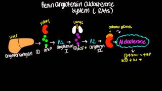 Renin Angiotensin Aldosterone System RAAS  Short and sweet [upl. by Naerad]