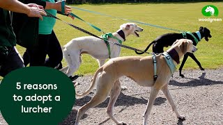 5 reasons to adopt a lurcher  Woodgreen Pets Charity [upl. by Adnoloy]