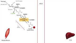 Cori Cycle  Lactic Acid Metabolism  Purpose and Importance in Anaerobic Metabolism [upl. by Jacoby]