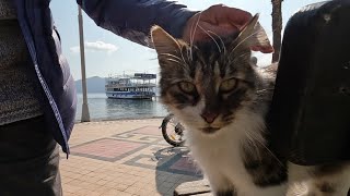 Cat at the seaside meows incredibly cute with its trilling voice [upl. by Nelg467]