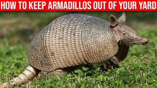 How To Keep Armadillos Out Of Your Yard  Quick amp Easy Ways [upl. by Ailyn]