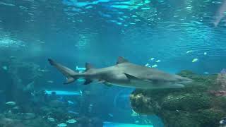 Ripleys Aquarium Toronto [upl. by Reni201]