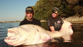 Monster Catfish Albino World Record by Yuri Grisendi [upl. by Ecile]