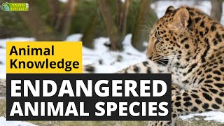 Endangered Animal Species  Animals for Kids  Educational Video [upl. by Nollid]