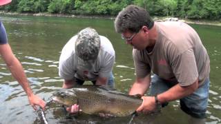 White River Monster Brown Trout 3265 lbs httpwwwthefishermanslodgecom [upl. by Akinnor]