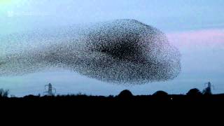 Gretna Green Starling Murmurations [upl. by Ettenirt415]