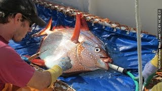 Meet The Opah The First Known WarmBlooded Fish [upl. by Daugherty]