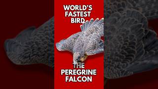 Fastest Bird Alive The Peregrine Falcon’s Epic Dive shorts short peregrinefalcon birds [upl. by Arber]