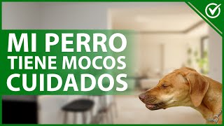 🐕 MOCOS en PERROS Causas síntomas tratamiento y cómo evitarlos 🤧🐕 [upl. by Ahlgren897]