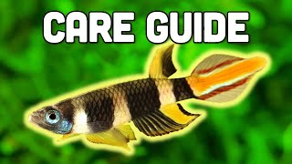 Clown Killifish Care Guide  Stunning 7Colored Killifish for Nano Tanks [upl. by Hortensa]