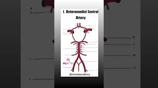 CIRCLE OF WILLIS [upl. by Georgianne]