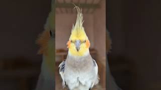 Cookie Song Cockatiel  Cockatiel Singing cockatiel shorts cockatielsinging ginger [upl. by Zapot437]