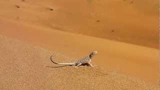 Arabian Toadheaded Agama Phrynocephalus arabicus [upl. by Hyacinthia]