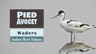 The Pied Avocet Recurvirostra avosetta [upl. by Heigl]