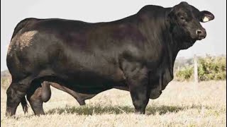 Brangus Cattle  Breed [upl. by Alaham]