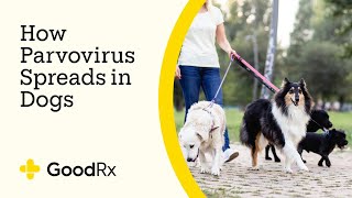 How Parvo Spreads in Dogs — and How to Prevent the Infection  GoodRx [upl. by Hebner]