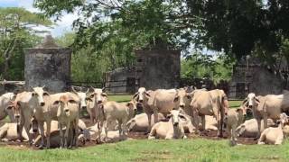 Hacienda en Venta  Yucatán Mexico [upl. by Nissy]