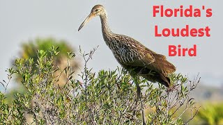 Limpkin The Calls and Sounds of Floridas Loudest Bird [upl. by Henig]