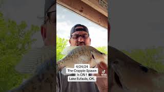 2024 Crappie Spawn Eufaula Oklahoma crappiefishing lakeeufaula livescope [upl. by Severen180]