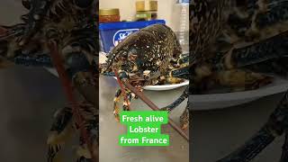 lobster fresh alive trending cooking food france [upl. by Alius757]