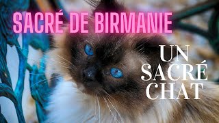 CHAT sacré de Birmanie Quel sacré chat [upl. by Disario]