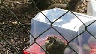 Otters filmed learning to copy each other [upl. by Anilegnave648]