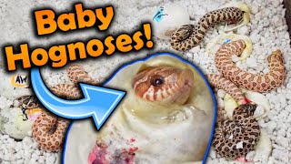 Baby Toffee Hognose Snakes Hatching [upl. by Tayler]