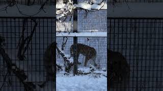 ライオンとアムールトラ 冬の旭山動物園  Lion in Asahiyama Zoo [upl. by Akimet202]