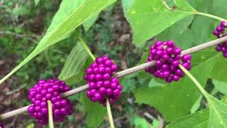 Whats Blooming on Campus American Beautyberry [upl. by Brod604]