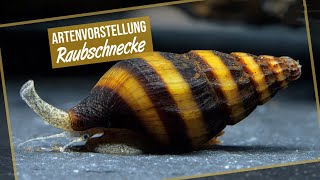 Raubschnecke  Clea helena  Anentome helena  Artenvorstellung [upl. by Etnohc]