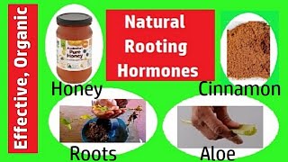 Homemade Rooting Hormone Natural Rooting Hormone at Home [upl. by Anoyek305]