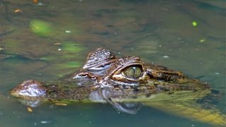 Kayaking with Crocodiles in Costa Rica [upl. by Nosnev]