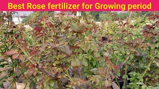 Best Rose fertilizer for growing period [upl. by Volny643]