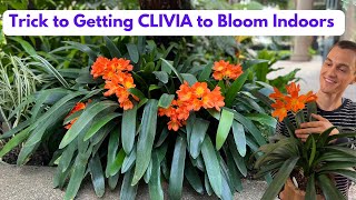 CLIVIA Houseplant  How to Grow amp Flower Root Prune C miniata  Do this in Fall [upl. by Alik623]