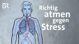 Die 4711 Atemtechnik hilft gegen Stress und bei Schlafproblemen  Gut zu wissen  BR [upl. by Adnar566]