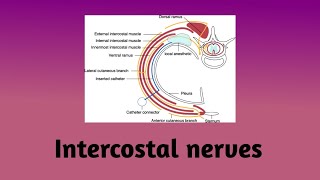 Intercostal nerves  Nerve pathway  Branches  Intercostal nerve block  Clinical correlation [upl. by Redman494]